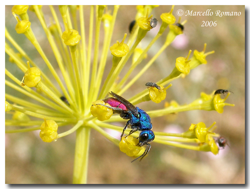 I Crisidi, piccole vespe dorate